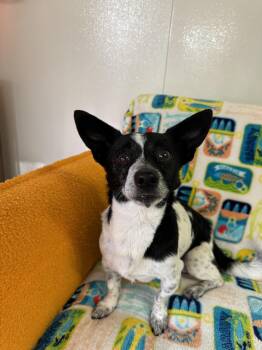 Rat Terrier and Chihuahua Dogs Available for Adoption in Indianapolis, Indiana - Graham | PetCurious