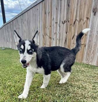 Rescue Husky Dogs for Adoption in Mathis, Texas - Koda | PetCurious