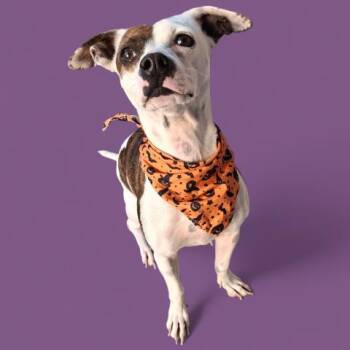 Rescue Chihuahua Dogs for Adoption in Thousand Oaks, California - Avery -- URGENT!! LONGTIME RESIDENT!! | PetCurious