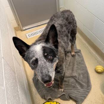 Haze (In Foster) -  Australian Cattle Dog Blue Heeler Dog for Adoption in Marshall, Virginia - Haze (In Foster) | PetCurious