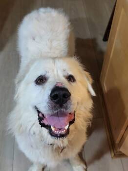 Goliath -  Great Pyrenees Dog for Adoption in Newport, New Hampshire - Goliath | PetCurious
