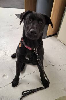 Arya -  Black Labrador Retriever Dog for Adoption in Victoria, British Columbia - Arya | PetCurious