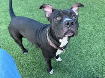SQUIRT -  Mixed Breed Dog for Adoption in Dallas, Texas - SQUIRT | PetCurious