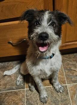 Ruby -  Schnauzer and Mixed Breed Dog for Adoption in West Peoria, Illinois - Ruby | PetCurious
