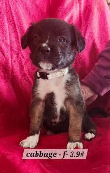 Boxer Dogs Available for Adoption in Hillside, Illinois - Cabbage | PetCurious