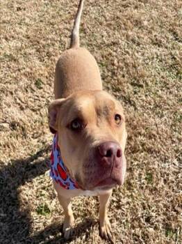 Pit Bull Terrier and Mixed Breed Dogs Available for Adoption - MUNK | PetCurious