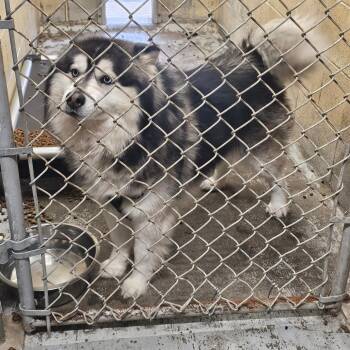 Siberian Husky and Mixed Breed Dogs Available for Adoption - Rafiki | PetCurious