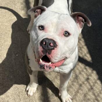 Digby -  Pit Bull Terrier Dog for Adoption in Naperville, Illinois - Digby | PetCurious