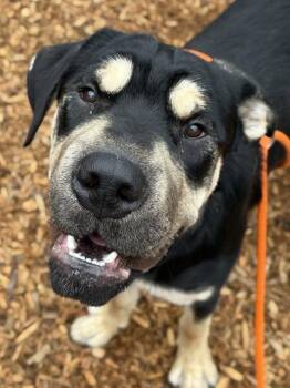Rescue Shar Pei and Mixed Breed Dogs for Adoption in Kent, Washington - TEDDY | PetCurious