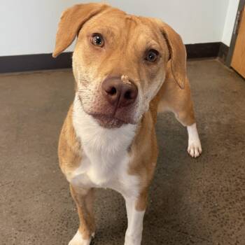 Mixed Breed Dogs Available for Adoption in Mishawaka, Indiana - Roxy | PetCurious