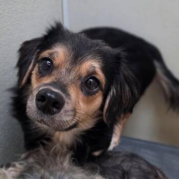 Tina - Chino Hills Location -  Spaniel and Mixed Breed Dog for Adoption in Chino Hills, California - Tina - Chino Hills Location | PetCurious