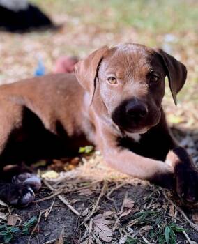 Rescue Chocolate Labrador Retriever and Labrador Retriever Dogs for Adoption - Poppy | PetCurious
