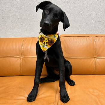 Australian Cattle Dog Blue Heeler and Mixed Breed Dogs Available for Adoption in Parker, Colorado - 563 (2026) Birdie | PetCurious
