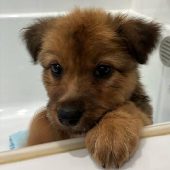 Meadow -  Australian Shepherd and Shar Pei Dog for Adoption in Rancho Santa Margarita, California - Meadow | PetCurious