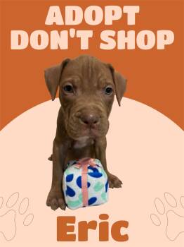 American Staffordshire Terrier Dogs Available for Adoption in Arlington, Texas - Eric | PetCurious