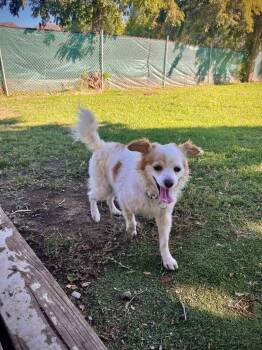 Terrier Dogs Available for Adoption - Boo | PetCurious