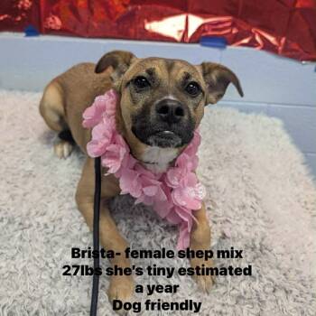 Shepherd and Mixed Breed Dogs Available for Adoption in Spring Hill, Kansas - Brista | PetCurious