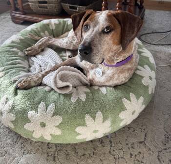 Hound and Coonhound Dogs Available for Adoption - Tuts | PetCurious