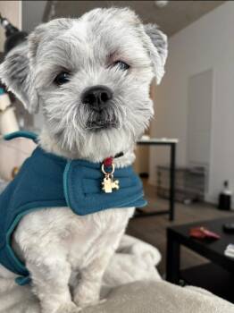 Noah -  Shih Tzu Dog for Adoption in Toronto, Ontario - Noah | PetCurious