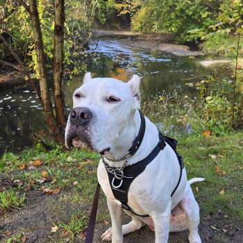 Rescue Dogo Argentino Dogs for Adoption in Toronto, Ontario - STAR | PetCurious