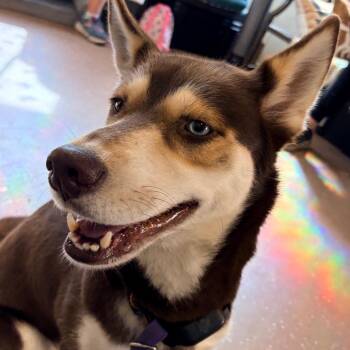 Husky Dogs Available for Adoption in Belleville, Illinois - Pebbles | PetCurious