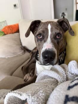 Sargent -  Mixed Breed Dog for Adoption in Seville, Ohio - Sargent | PetCurious