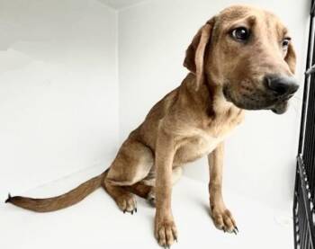 Redbone Coonhound Dogs Available for Adoption in Houston, Texas - A654718 | PetCurious