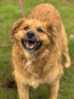 Spaniel Dogs Available for Adoption - Cleo | PetCurious