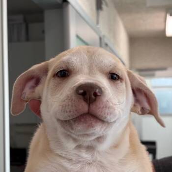 Mixed Breed Dogs Available for Adoption in Middletown, Rhode Island - Tucker | PetCurious