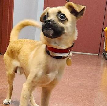 Chihuahua and Pug Dogs Available for Adoption in Oakland, California - Fargo | PetCurious