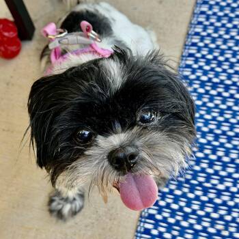 Chintz Miller -  Shih Tzu Dog for Adoption in Plano, Texas - Chintz Miller | PetCurious
