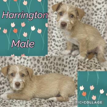 Harrington -  Wirehaired Terrier Dog for Adoption in Manchester, Connecticut - Harrington | PetCurious