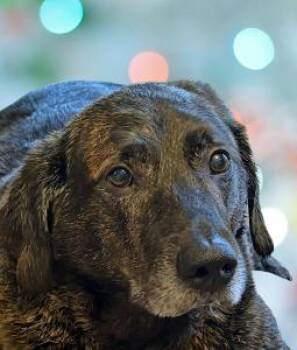 Logan -  Mixed Breed Dog for Adoption in Schaumburg, Illinois - Logan | PetCurious