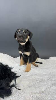 Asterisk -  Shepherd and Cattle Dog Dog for Adoption in Phoenix, Arizona - Asterisk | PetCurious