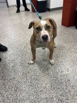 Cashew -  Terrier and Mixed Breed Dog for Adoption in Gastonia, North Carolina - Cashew | PetCurious