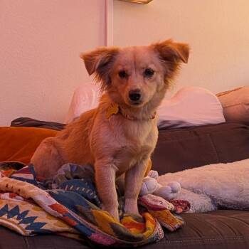 Chihuahua and Dachshund Dogs Available for Adoption - Daisy | PetCurious