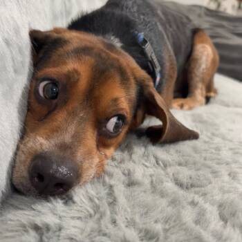Rescue Beagle Dogs for Adoption in Northbrook, Illinois - Coors | PetCurious