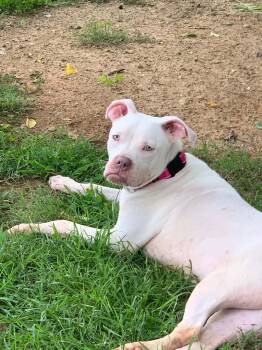 Jasmine -  Boxer Dog for Adoption in Douglas, Massachusetts - Jasmine | PetCurious