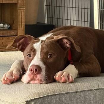 Pit Bull Terrier Dogs Available for Adoption in Chicago, Illinois - Pixie | PetCurious