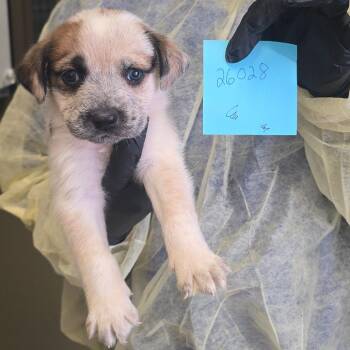 Hound Dogs Available for Adoption - Diggs | PetCurious