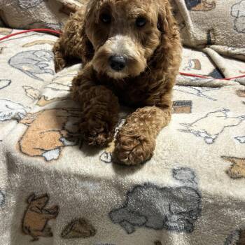 Shy mini Bethany 13.8 lbs -  Goldendoodle Dog for Adoption in Antwerp, Ohio - Shy Mini Bethany 13.8 Lbs | PetCurious