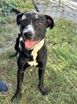 Rescue Mixed Breed Dogs for Adoption in North Myrtle Beach, South Carolina - Sylas | PetCurious