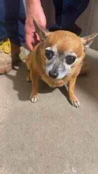 Negrete, Mocha -  Terrier Dog for Adoption in Carlsbad, California - Negrete, Mocha | PetCurious