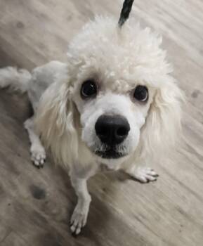 Rescue Poodle Dogs for Adoption in Sedalia, Colorado - Empire | PetCurious