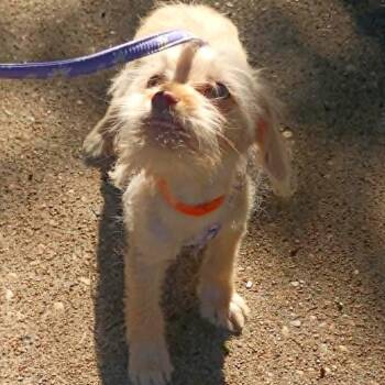 Terrier Dogs Available for Adoption in Houston, Texas - Rufus Jax - Orange Collar | PetCurious