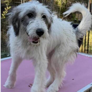 Maybee -  Aussiedoodle Dog for Adoption in Larkfield-wikiup, California - Maybee | PetCurious