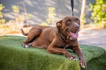 Rescue Chocolate Labrador Retriever Dogs for Adoption in Anacortes, Washington - Canela | PetCurious