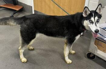 Siberian Husky Dogs Available for Adoption - ARTIC | PetCurious