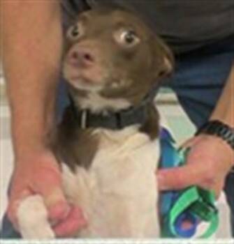 A480983 -  Klee Kai Dog for Adoption in Oklahoma City, Oklahoma - A480983 | PetCurious