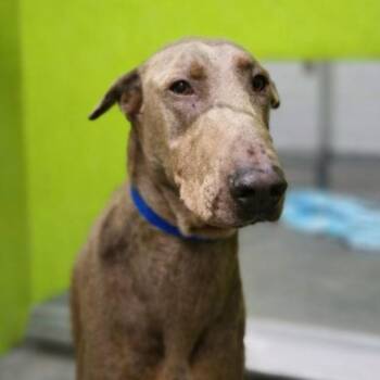 Doberman Pinscher Dogs Available for Adoption in San Jacinto, California - Kaiju | PetCurious